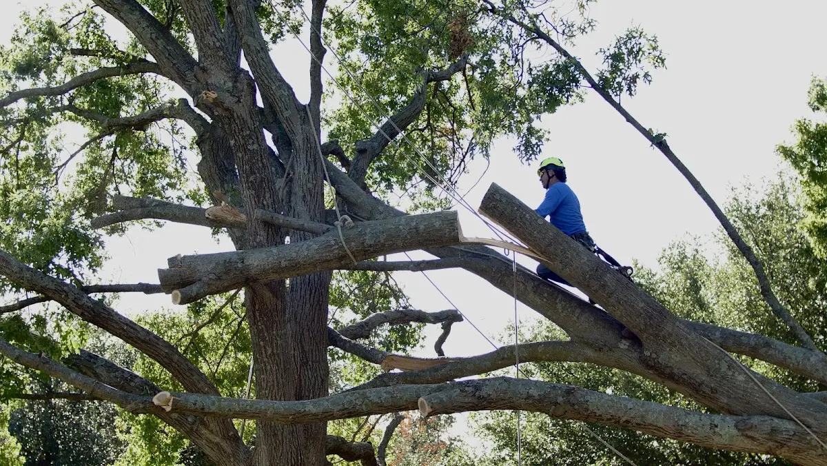 Professional Hazardous Tree Removal performed by certified arborists in Clarksville